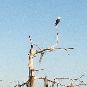Meet your Posher, Joey